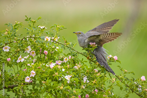 Photos A stunning, high-sharpness wildlife photograph of an adult Common Cuckoo (Cuculus canorus) interacting with a blooming wild rose (dog rose) bush