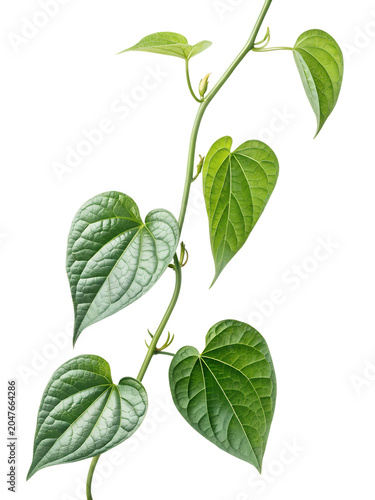 Fresh Green Pandan Plant Bush Front View Isolated on White Background – High-Resolution Hyper-Realistic Pandanus Amaryllifolius Leaf Bundle for Culinary, Flavoring, Sweet Desserts, and South Asian Coo