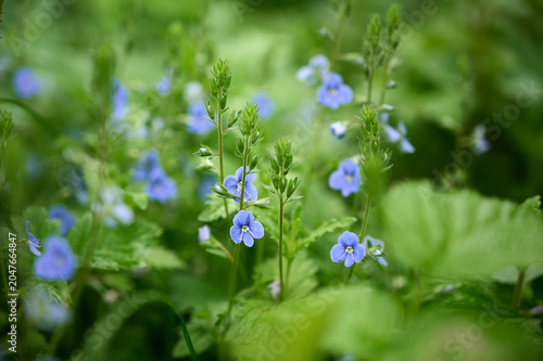 Close-up of vibrant blue Germander Speedwell (Veronica chamaedrys) wildflowers in a sunny spring meadow.