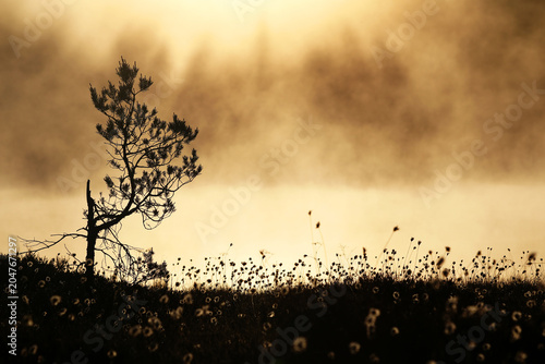 Pine tree and cottongrass at the side of misty pond at marsh in Finland. 