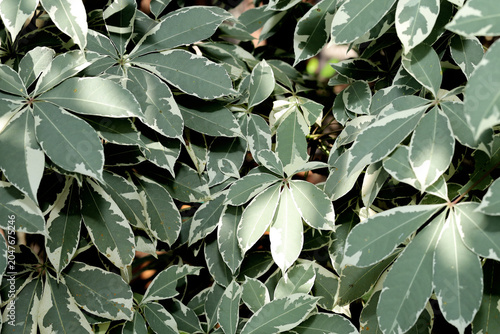 background green leaves of a tree