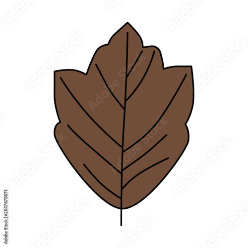 Autumn Brown Leaf Vector Illustration. Simple and modern botanical design.