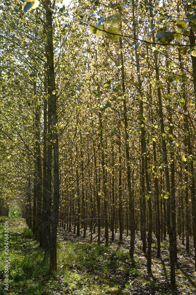 Fototapeta premium Neat lines of planted trees, Berkshire, UK