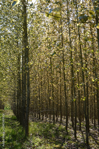 Neat lines of planted trees, Berkshire, UK