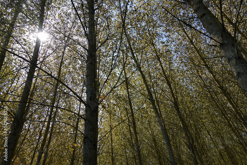 Sunlight shining through trees, Berkshire, UK