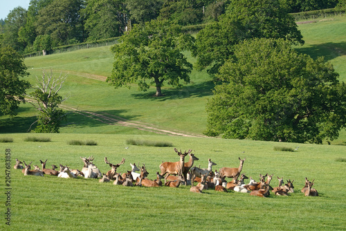 Deer in parkland, Berkshire, England, United Kingdom, Europe