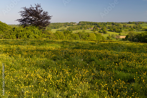 View over grassland meadow filled with yellow buttercups in spring, Burwash, High Weald, East Sussex, England, United Kingdom, Europe
