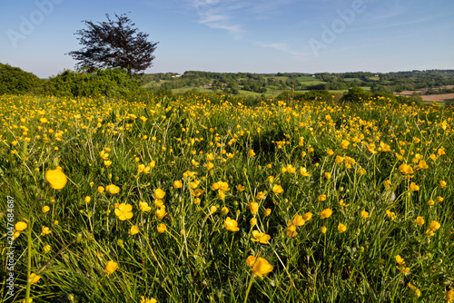 View over grassland meadow filled with yellow buttercups in spring, Burwash, High Weald, East Sussex, England, United Kingdom, Europe