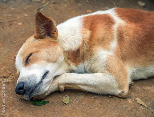 Young stray dog sleeping on the ground in Ella, Sri Lanka, Asia