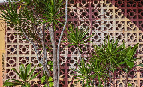 Green Pandanus Plants Against a White Cinder Block Decorative Wall Background.