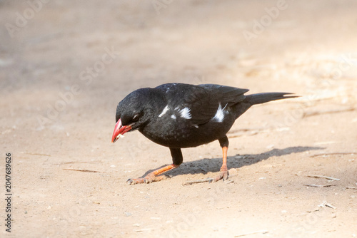 Red-billed Buffalo Weaver (Bubalornis niger) foraging on ground, Mpumalanga, South Africa