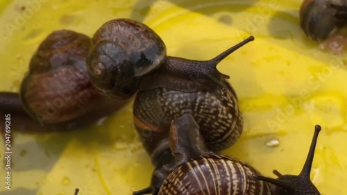 Land snails, shells have a rounded shape and a pronounced spiral curl, snails crawl on a bright yellow surface, this is a damp substrate in the terrarium