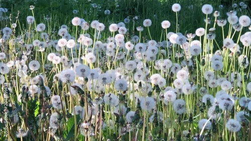field of dandelions in the seed stage, a summer landscape