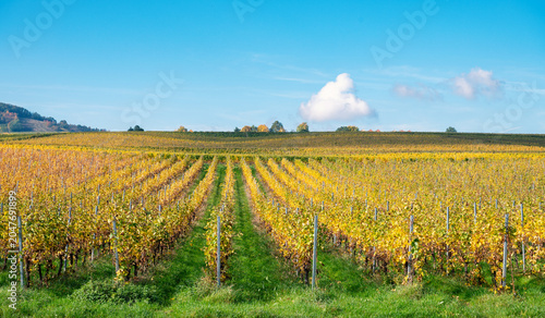 Canvastavla Vineyard in autumn, riesling wine harvest, Moselle valley landscape, autumnal fo
