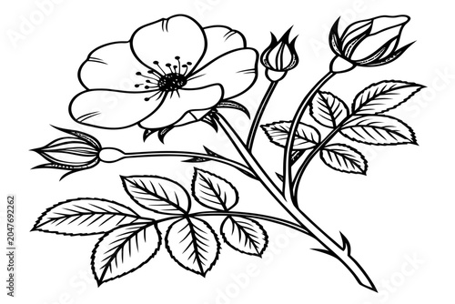 coloring-page line art the beach rose flower black vector
