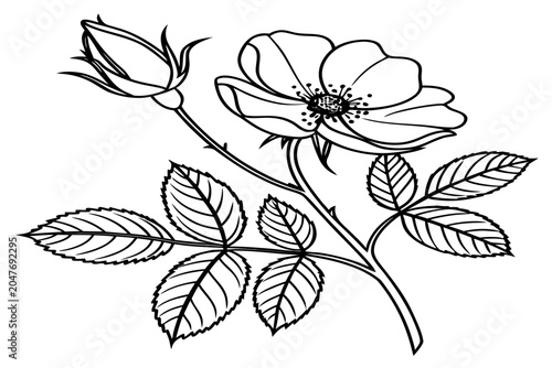coloring-page line art the beach rose flower black vector