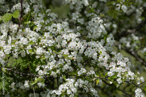 Vászonkép Flowering branches of Crataegus mollis in the Park