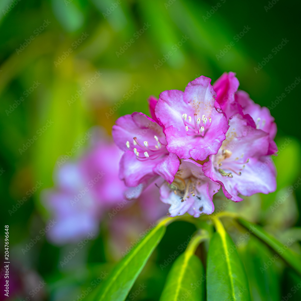 Obraz premium Diese Rhododendron-Blüten wirken wie kleine, ineinander verschlungene Kronen, die sich stolz in die Sonne strecken. Ihre zarten, rosafarbenen Blütenblätter leuchten vor dem tiefen Grün des Laubs, als 