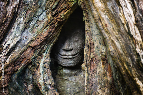 Bild auf Leinwand Hidden stone face carving peeking out from inside massive tree roots at Ta Prohm