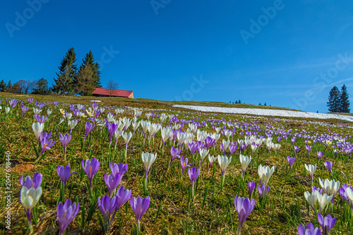 Krokusse - Allgäu - Oberstaufen - Hündle - Schnee - Frühling