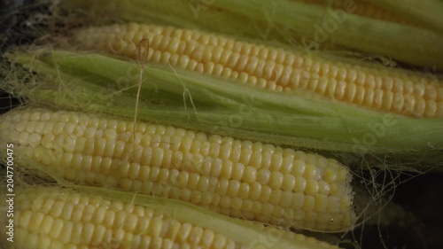 Fresh corn cobs boiling in a saucepan on the kitchen stove