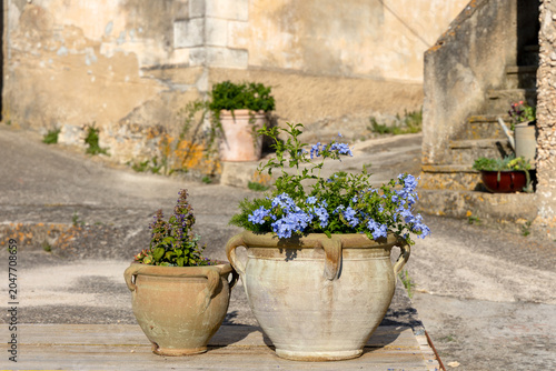 flowers in pots on the street