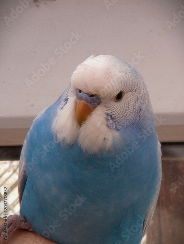 Blue budgerigar perched with fluffed cheek feathers