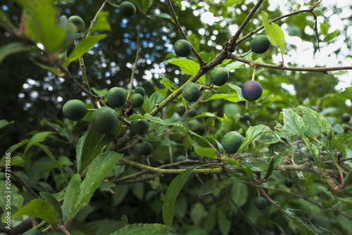 Foto Water Newton, Cambridgeshire, England, UK - June 05 2026: Close up of Sloe or Bl