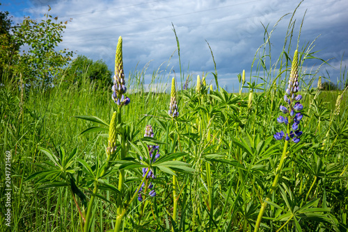 Schilderij op canvas A field of vibrant purple lupine wildflowers reaches toward a dramatic, cloudy sky during a bright summer day, creating a picturesque and serene meadow scene
