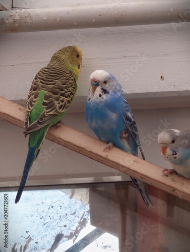 Three budgerigars perched on wooden rail inside aviary