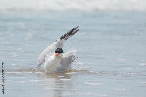 Cuadro en lienzo A Forster’s Tern executes a rapid wing‑flutter bath, shaking loose excess salt while maintaining buoyancy in shallow surf at St