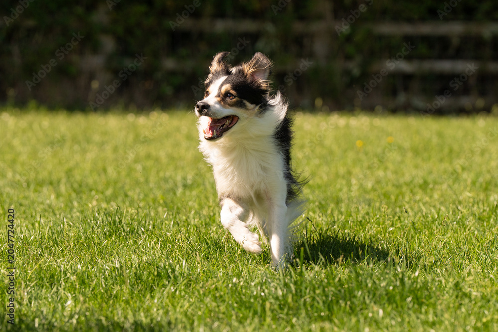 Obraz premium Dog agility