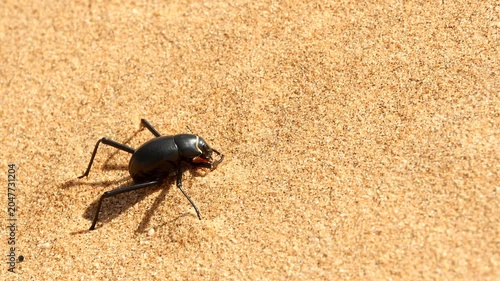 fog-basking beetle, Onymacris unguicularis, eats detritus at Namib dune 370 
