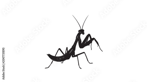 Bild auf Leinwand Black silhouette of a praying mantis insect