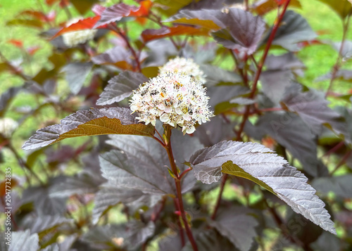 Ninebark Shrub with White Flowers and Dark Red Foliage