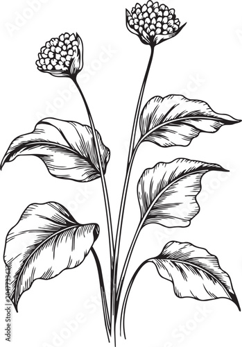 Engraving style botanical illustration of a plant with textured leaves and rounded flower blossoms.