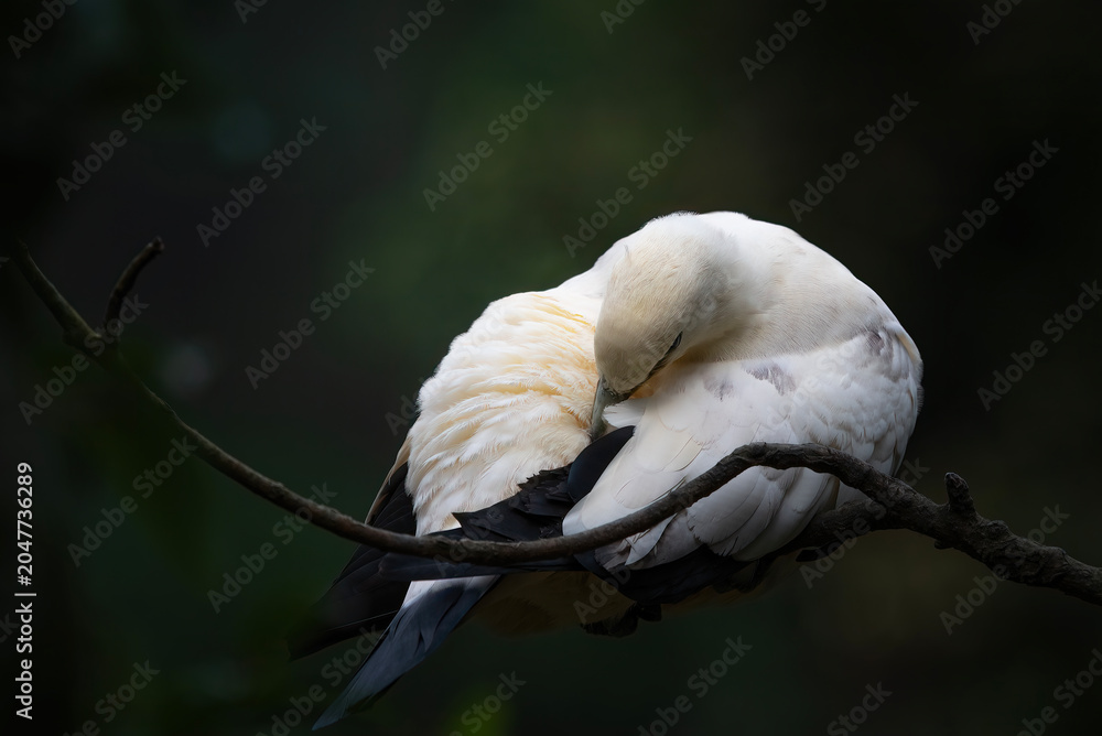 Obraz premium a pied imperial pigeon was sleeping on a branch