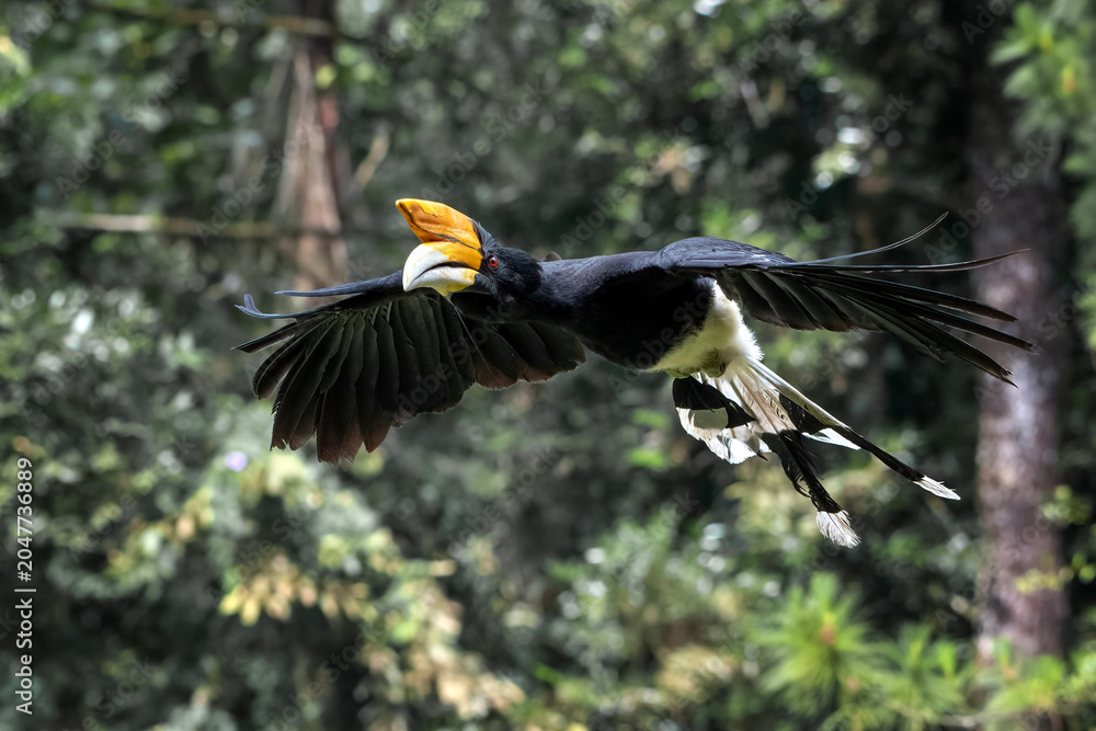 Fototapeta premium Hornbill flying in the forest