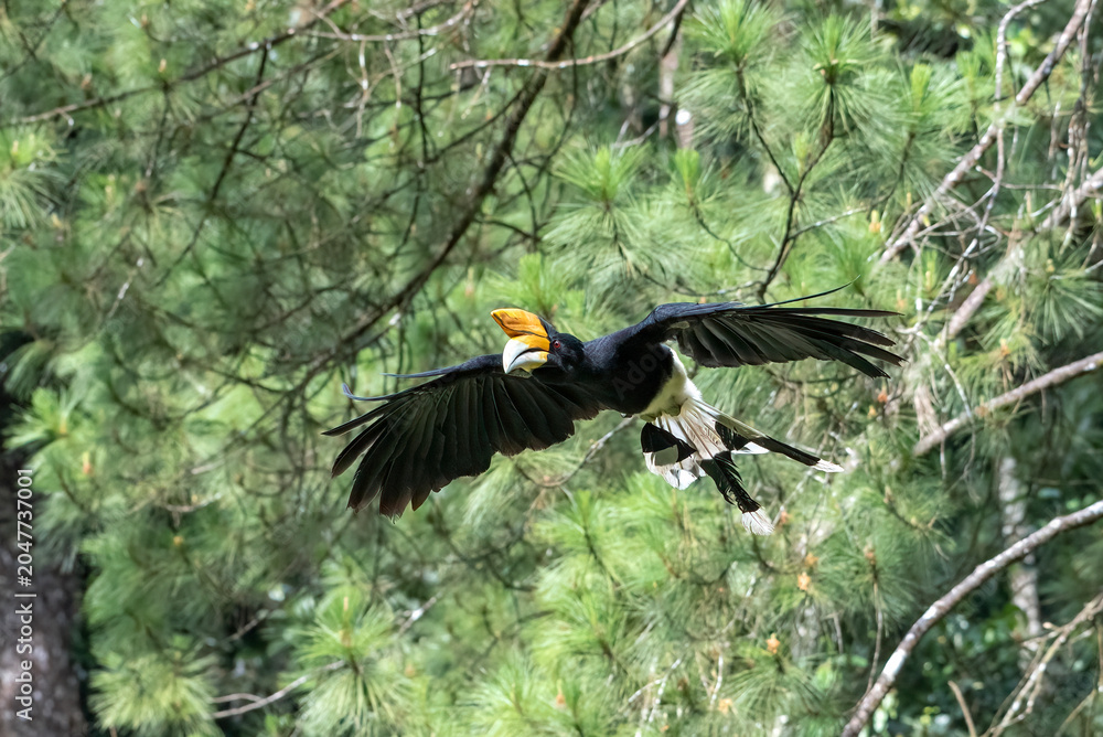 Obraz premium Hornbill flying in the forest