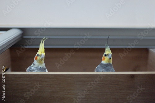 Bild auf Leinwand Two funny cockatiel parrots peeking out from a wooden drawer