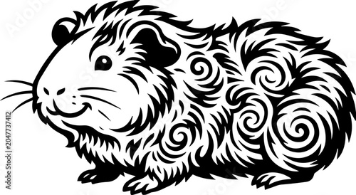 Photos abyssinian guinea pig