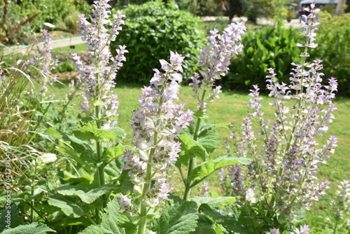 Fotografía Salvia sclarea au printemps