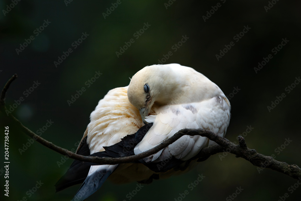 Obraz premium a pied imperial pigeon was sleeping on a branch