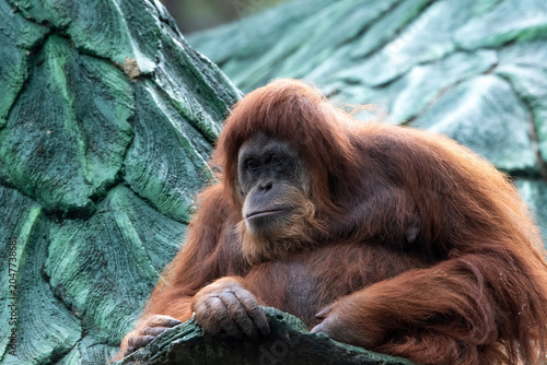 Borneo orangutans are relaxing on the roof
