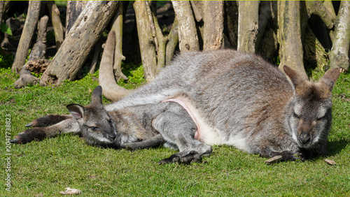 Fotografija A parma wallaby adult and young rest together on sunlit grass at Manor Wildlife Park, creating a gentle image of animal care, closeness and calm behaviour beside weathered tree trunks