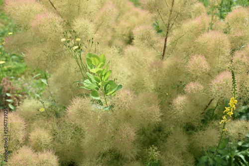 Cotinus coggygria au printemps