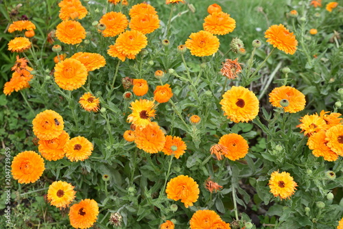 Calendula officinalis au printemps