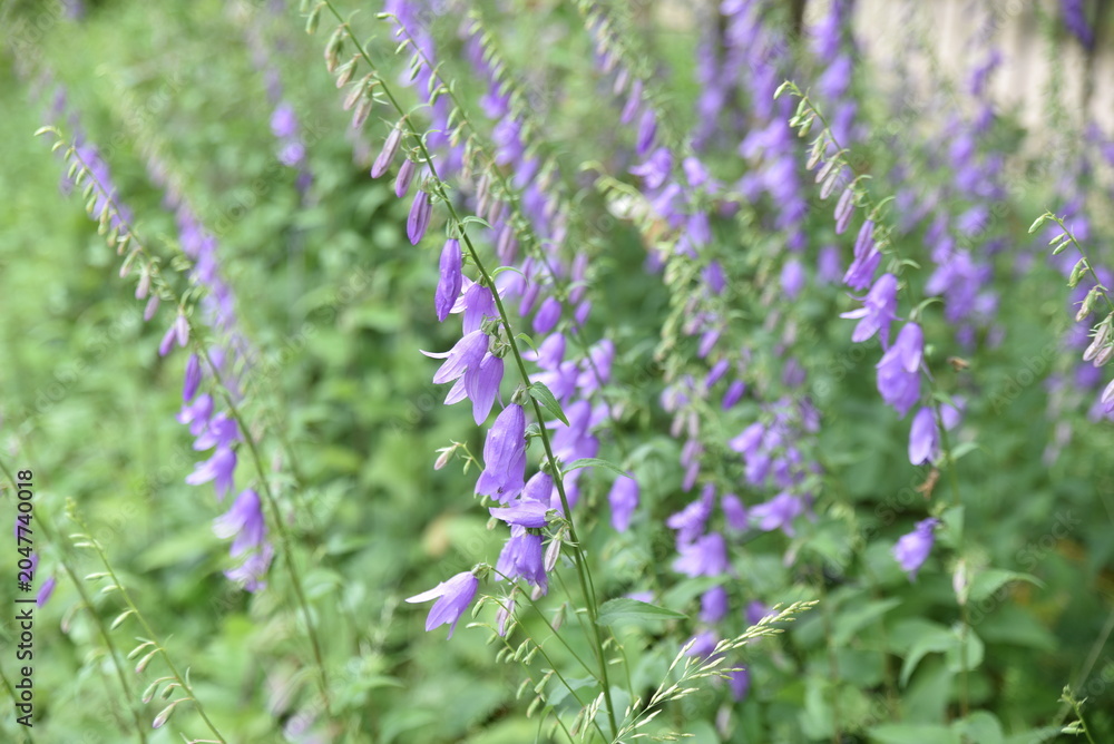 Obraz premium Campanula grosseki au printemps
