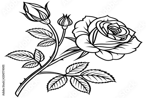 Foto coloring page line art the midnight rose flower black vector