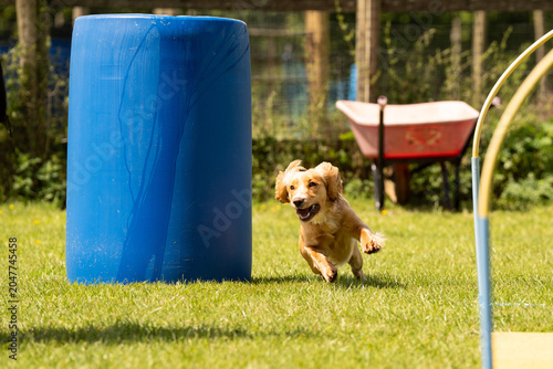 Cocker Spaniel doing Hoopers